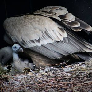 Baby Vulture