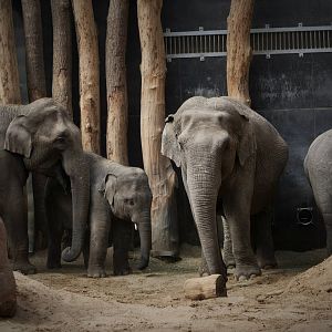 Amersfoort's elephant family.