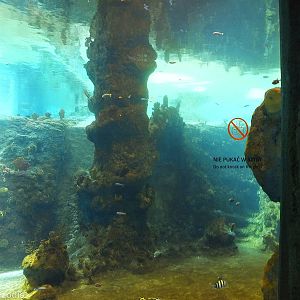 View into Red Sea Tank - Afrykarium