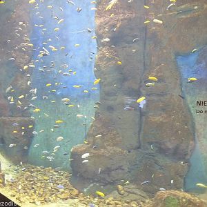African Cichlid Tank - Afrykarium