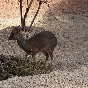 Kirk's Dik-dik - Afrykarium