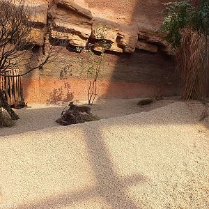Enclosure for Dik-dik - Afrykarium