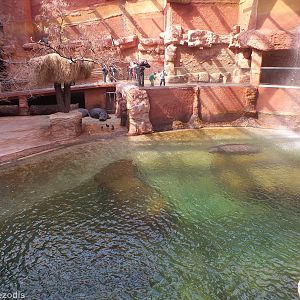 Hippo Pool - Afrykarium