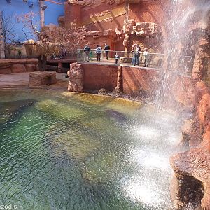 Hippo Pool - Afrykarium