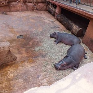 Land area for the Hippos- Afrykarium
