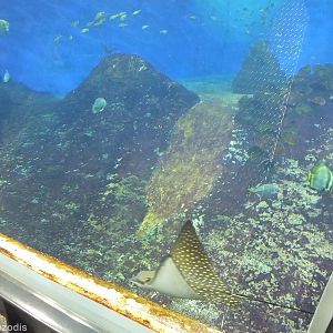 Mozambique Channel Tank- Afrykarium