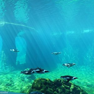 View into Penguin Pool- Afrykarium