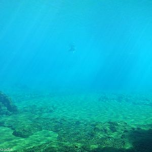 View into Fur Seal Pool; one can be Seen in the Distance- Afrykarium