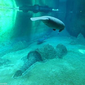 Part of Manatee Tank- Afrykarium