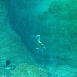 Fulvous Whistling Duck Underwater - Afrykarium