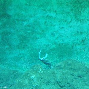Fulvous Whistling Duck Underwater - Afrykarium