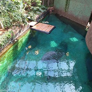 Part of Manatee Tank from Above- Afrykarium