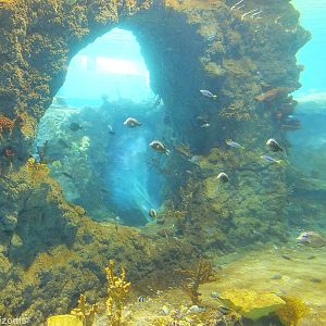 View into Red Sea Tank- Afrykarium