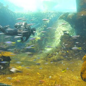 Diver inside Red Sea Tank - Afrykarium