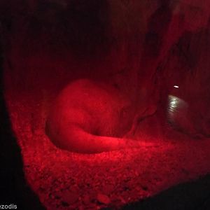 Aardvark in Den- Afrykarium