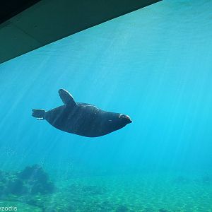 Cape Fur Seal Underwater - Afrykarium