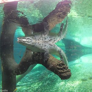 Nile Crocodile - Afrykarium