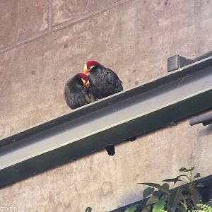 Violet Turacos in Congo Section - Afrykarium