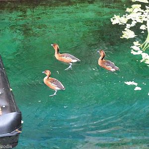 Fulvous Whistling Ducks on Manatee Pool - Afrykarium