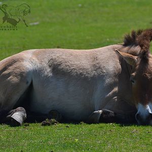 Przewalski's Horse