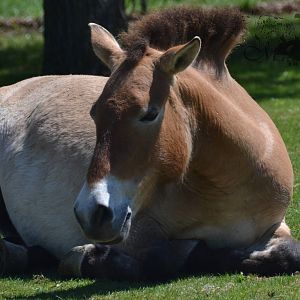 Przewalski's Horse