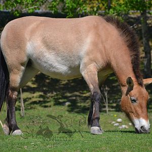 Przewalski's Horse