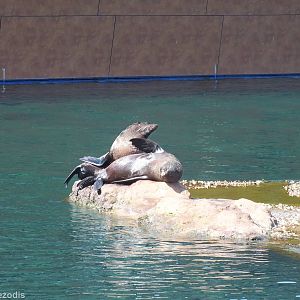 Cape Fur Seals Basking - Outdoor part of Afrykarium