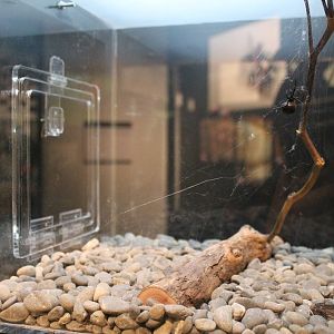 Australian Redback Spider (Latrodectus hasselti)