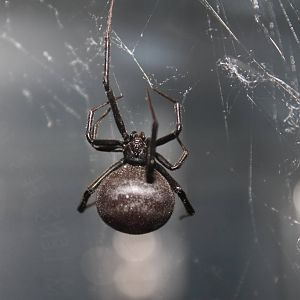 Australian Redback Spider (Latrodectus hasselti)