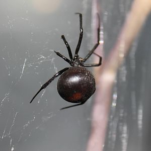 Australian Redback Spider (Latrodectus hasselti)