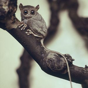 Mindanao tarsier