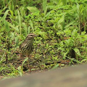 Northern Waterthrush