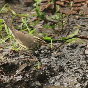 Northern Waterthrush
