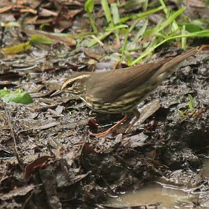 Northern Waterthrush