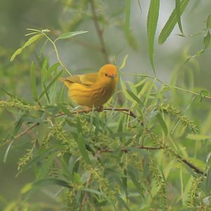 Yellow Warbler