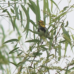 Black-Throated Green Warbler