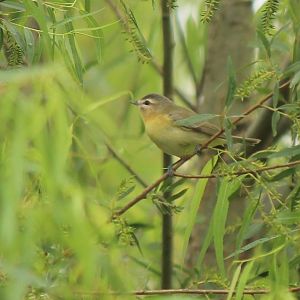 Philadelphia Vireo