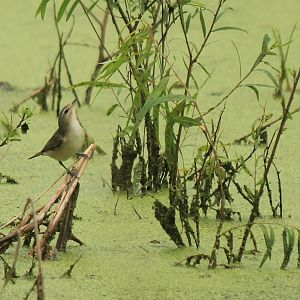 Warbling Vireo