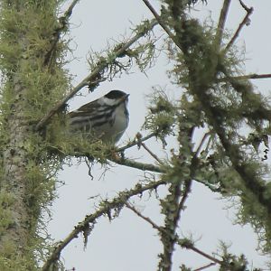 Blackpoll Warbler