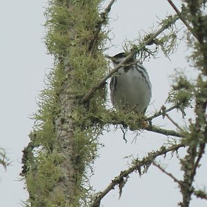 Blackpoll Warbler