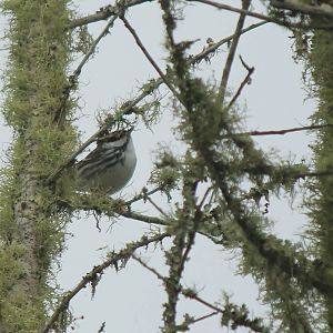 Blackpoll Warbler