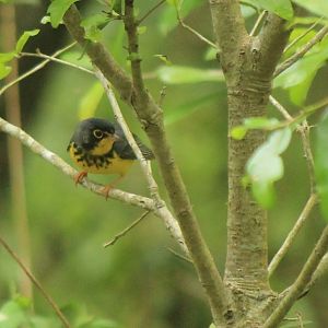 Canada Warbler