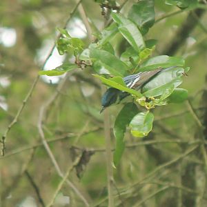Cerulean Warbler