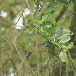 Cerulean Warbler