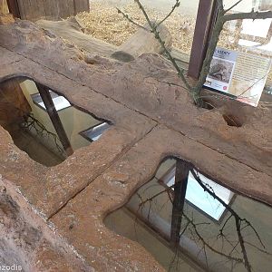 Long-eared Hedgehog Enclosure