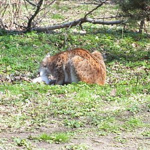 Eurasian Lynx