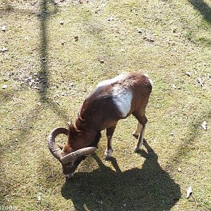 Mouflon