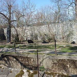 Asian Black Bear Enclosure
