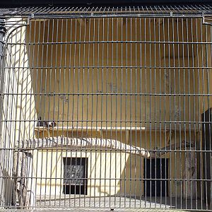 One of the Old Primate Cages