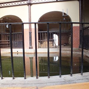 Brazilian Tapir Indoor Area (formerly Common Hippos)